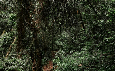 The Machinery of Disbelief: My Journey Uncovering the Systems That Silence Incest