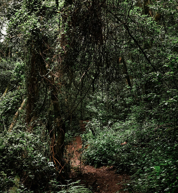 The Machinery of Disbelief: My Journey Uncovering the Systems That Silence Incest